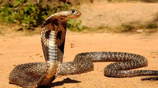 Што знаете за змијата Акра или храбрата Акра?