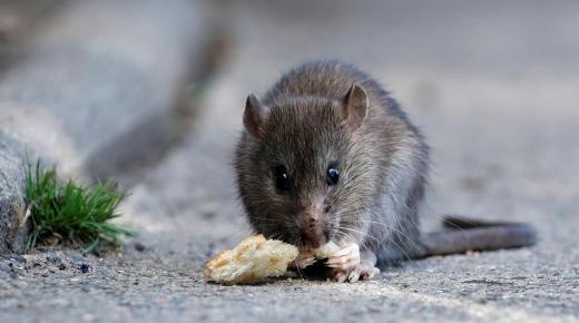 ما تفسير حلم الخوف من الفأر في المنام لابن سيرين؟