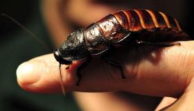 Leer die interpretasie van die droom van kakkerlakke en miere in 'n droom