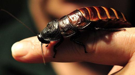 Leer de interpretatie van de droom van kakkerlakken en mieren in een droom