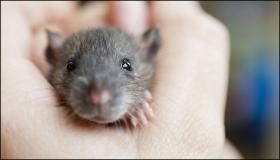 تعرَّف على تفسير حلم الفأر الأسود لابن سيرين وتفسير حلم الفأر الأسود الكبير وتفسير حلم الفأر الأسود الصغير
