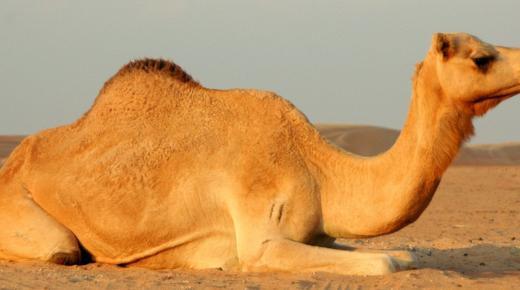 Quid interpretatio somnii cameli parvi in ​​domo Ibn Sirin?