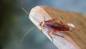 Wat is de interpretatie van het zien van kakkerlakken in een droom door Ibn Sirin?