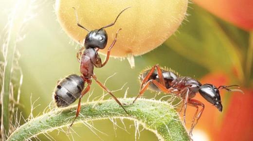 Vad är tolkningen av att se myror i en dröm av Ibn Sirin?