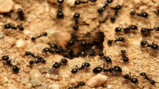 Ibn Sirinin pienet mustat muurahaiset unessa, tulkinta pienten mustien muurahaisten näkemisestä talossa ja tulkinta pienten mustien muurahaisten näkemisestä vaatteissa unessa