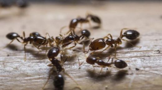 როგორია სიზმარში ჭიანჭველების ნახვის ინტერპრეტაცია იბნ სირინის საწოლზე? საწოლზე სიზმარში თეთრი ჭიანჭველების ნახვის ინტერპრეტაცია, საწოლზე სიზმარში შავი ჭიანჭველების ნახვის ინტერპრეტაცია, საწოლზე სიზმარში წითელი ჭიანჭველების ნახვის ინტერპრეტაცია