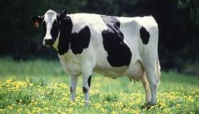 تفسير رؤية البقرة في المنام لابن سيرين ورؤية البقرة البيضاء في المنام ورؤية البقرة السوداء في المنام