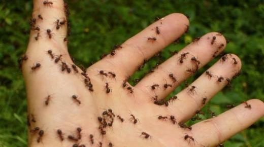 Wat is die interpretasie om miere in 'n droom op die liggaam te sien loop?