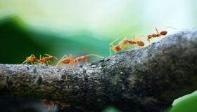 Kakvo je tumačenje viđenja mrava i žohara u snu od Ibn Sirina?