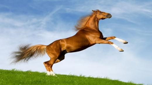 Tolkning av å se en hest i en drøm, se en hvit hest i en drøm og ri på en hest i en drøm