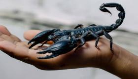 Mida ütlesid juristid unenäos skorpionide tõlgendamise kohta?