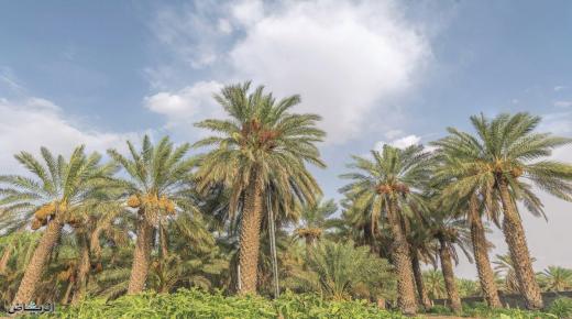 De meest opwindende visioenen van het zien van een palmboom in een droom