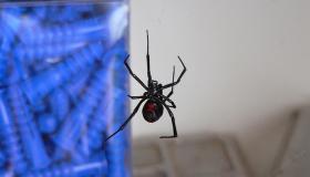 इब्न सिरिन द्वारा एक सपने में एक काली मकड़ी को देखने की सबसे सटीक 30 व्याख्या