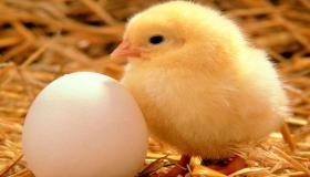 De riktige konnotasjonene for å tolke å ​​se et egg i en drøm