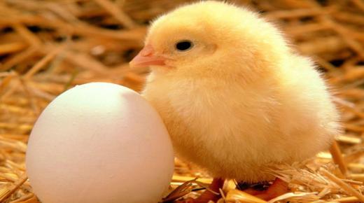الدلالات الصحيحة لتفسير رؤية البيضة في المنام