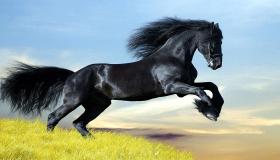 أكثر من 50 تفسيرًا مثيرًا عن رؤية الحصان الأسود في المنام