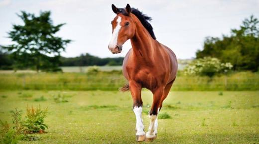 تفسير حلم الحصان البني وتفسير حلم الحصان البني الهائج