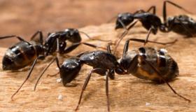 सपने में चींटी को देखने के लिए इब्न सिरिन की सबसे महत्वपूर्ण व्याख्या