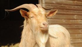 Дознајте за толкувањето на гледањето коза во сон од Ибн Сирин