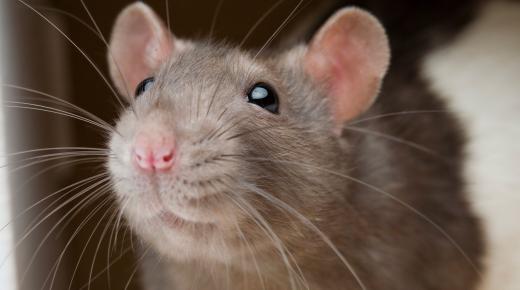 इब्न सिरिन के अनुसार सपने में चूहों को देखने और उन्हें मारने का क्या अर्थ है?