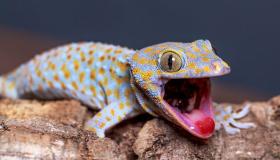 ຮຽນ​ຮູ້​ກ່ຽວ​ກັບ​ການ​ຕີ​ລາ​ຄາ​ຂອງ​ຄວາມ​ຝັນ​ກ່ຽວ​ກັບ gecko chasing ຂ້າ​ພະ​ເຈົ້າ​ໂດຍ Ibn Sirin​