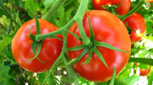 Ibn Sirinning tushida pomidorni ko'rishga ishoralari