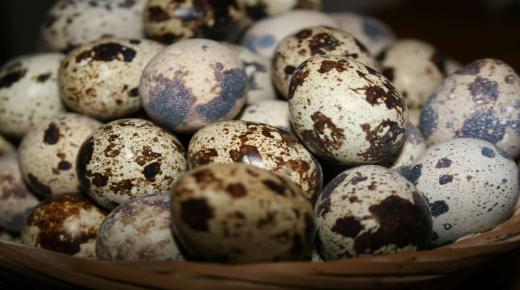 सपने में कबूतर के अंडे देखने के बारे में जो आप पहले नहीं जानते थे