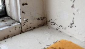 تفسير حلم الحشرات في المنزل لابن سيرين