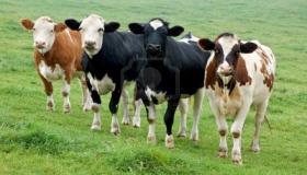 Saznajte više o tumačenju sna o kravi za slobodne žene