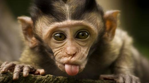 Ibn Sirin tushida maymun ko'rgan tush ta'biri, maymun ko'tarish haqidagi tush ta'biri va maymun chaqishi haqidagi tush ta'biri.