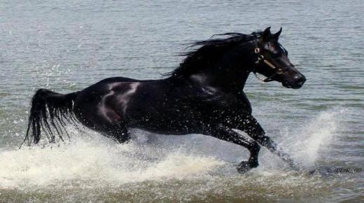 ما تفسير حلم الحصان الأسود لابن سيرين؟