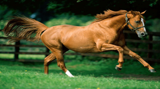Lär dig mer om tolkningen av att se en häst i en dröm