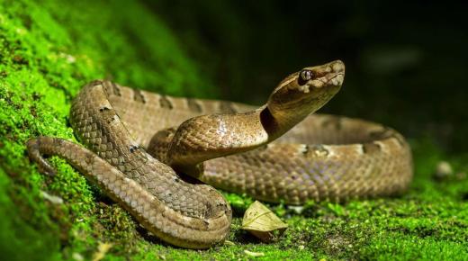 Najčudnija tumačenja viđenja zmija u snu, a kakvo je tumačenje viđenja mnogo zmija u snu? I vidjeti crnu zmiju u snu i male zmije u snu