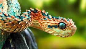 Interpretazione di vede serpenti in un sognu da Ibn Sirin, interpretazione di u sognu di picculi serpenti verdi, è interpretazione di u sognu di parechji serpenti