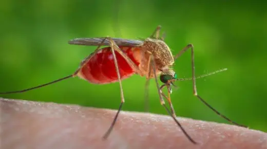 इब्न सिरिन द्वारा मच्छरों के बारे में सपने की व्याख्या के बारे में आप जो कुछ भी जानना चाहते हैं