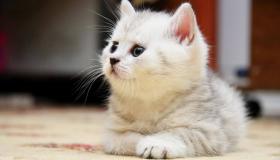 Hva er de viktigste indikasjonene på tolkningen av en drøm om en hvit katt i en drøm?
