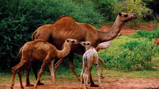 Alles waar je naar op zoek bent om het visioen van kamelen in een droom tot in detail uit te leggen