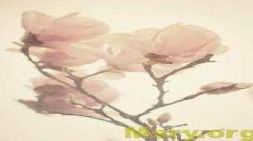 خوبصورت فطرت ۽ گلن جي عاشق لاء گلاب جون سڀ کان وڌيڪ خوبصورت تصويرون