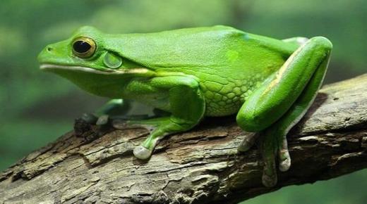 Какво е толкувањето на жаба во сон за самохрани жени?