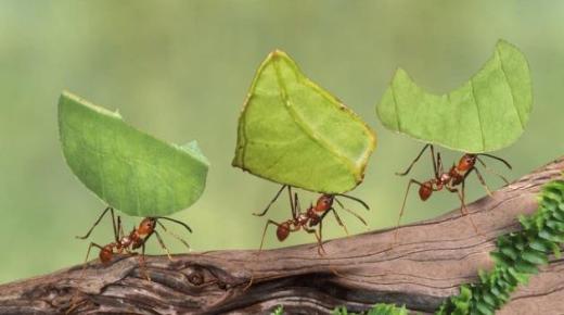 सपने में चींटियों को देखने के लिए इब्न सिरिन की व्याख्या