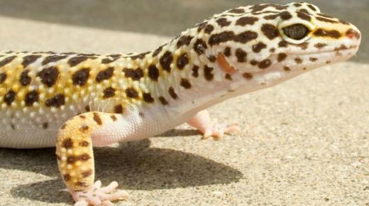 Gecko loju ala, mo si pa gecko loju ala nipasẹ Ibn Sirin