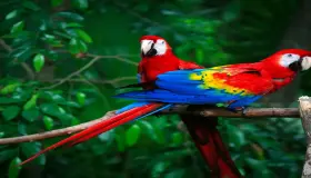 Lees meer over de interpretatie van een droom over een papegaai volgens Ibn Sirin