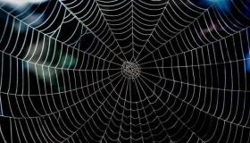 Tumačenje paukove mreže u snu od Ibn Sirina