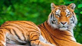Hva er tolkningen av tigre i en drøm av Ibn Sirin?