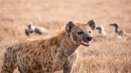 20 tafsir terpenting mimpi tentang hyena menurut Ibnu Sirin