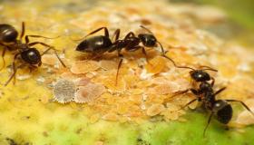 Vad är tolkningen av drömmen om svarta myror i en dröm av Ibn Sirin?