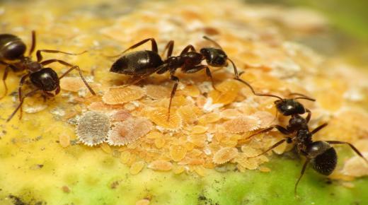 ما تفسير حلم النمل الاسود في المنام لابن سيرين؟