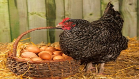Lær tolkningen av å se egg og kyllinger i en drøm i detalj