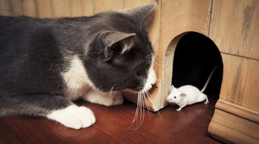 اقرأ تفسير حلم القطط والفئران في المنام لابن سيرين بالتفصيل