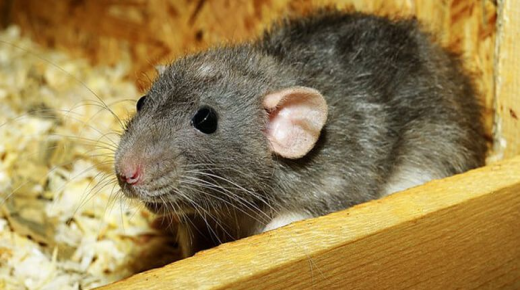 अगर मैंने एक चूहे का सपना देखा तो क्या होगा? इब्न सिरिन की व्याख्या क्या है?